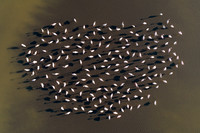 Flamingoes, 2017