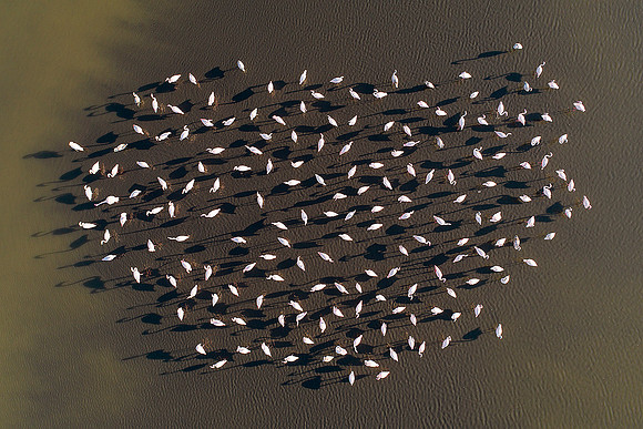 Flamingoes, 2017