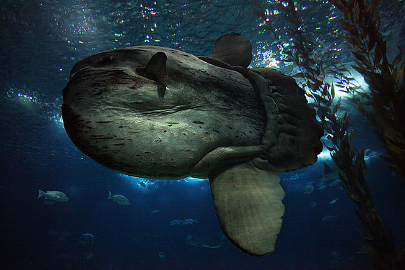 Mola mola, the Ocean sunfish or Moon fish