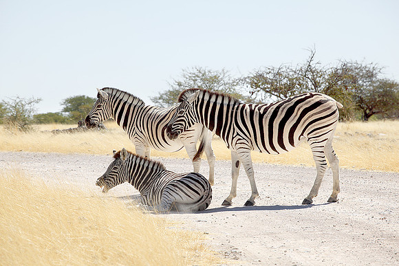 Namibia, 2009