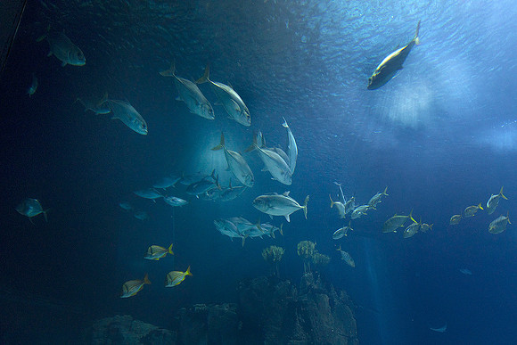 Oceanário de Lisboa