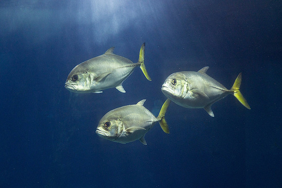 Oceanário de Lisboa