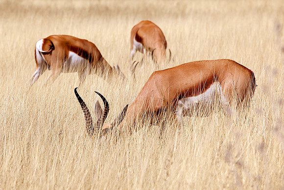 Namibia, 2009