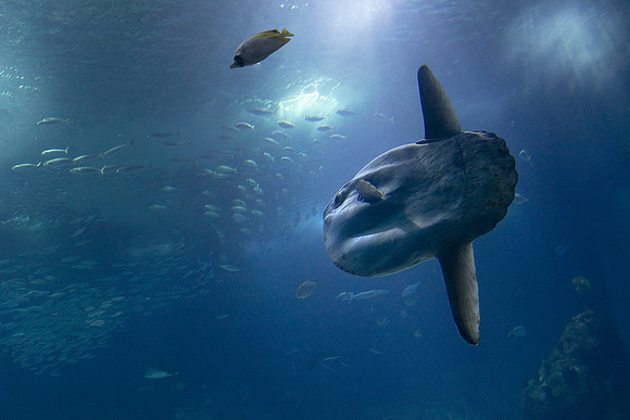 Mola mola, Oceanário de Lisboa