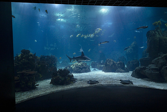 Oceanário de Lisboa