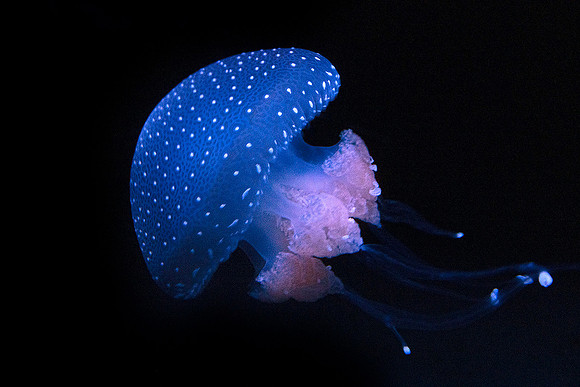 Oceanário de Lisboa