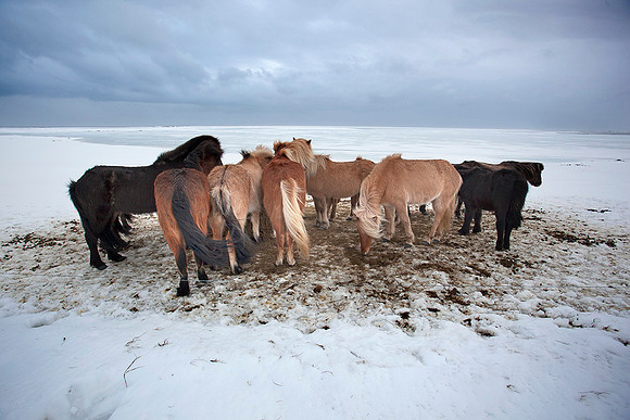 Ponies, Stokksnes