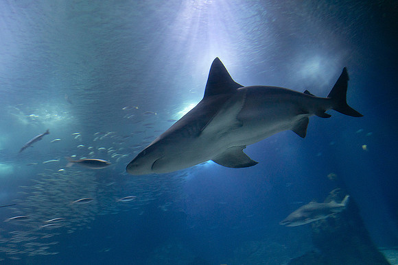 Oceanário de Lisboa