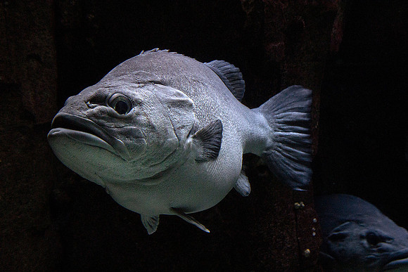 Oceanário de Lisboa