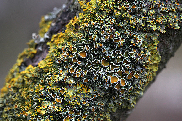 Percorso Torrente Tiepido