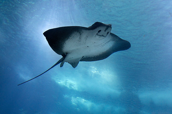 Oceanário de Lisboa