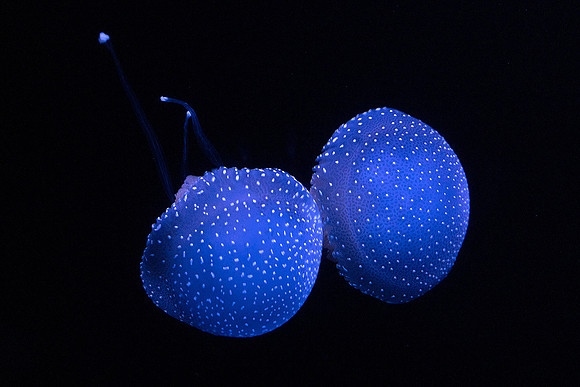 Oceanário de Lisboa