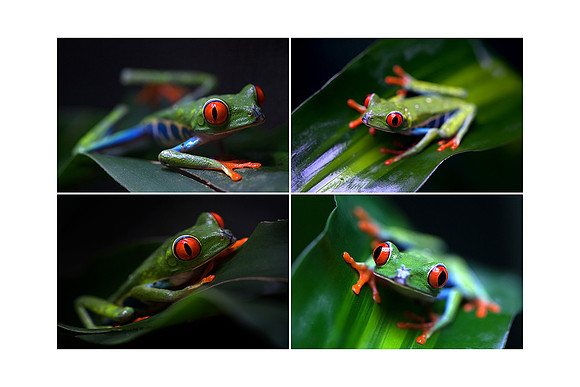 Conference croak
