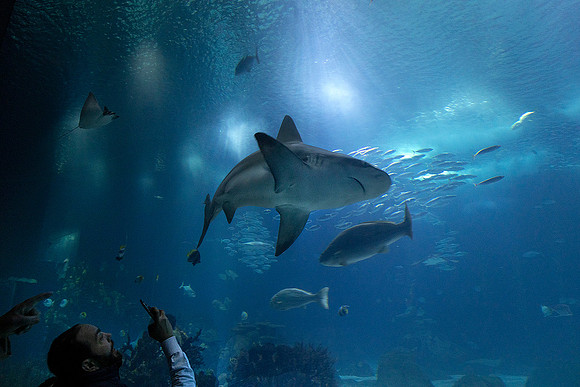 Oceanário de Lisboa