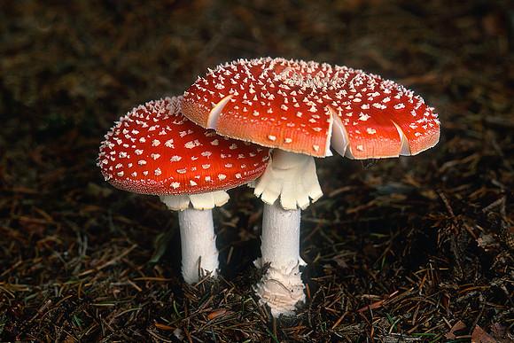 Appennino modenese, 1998
